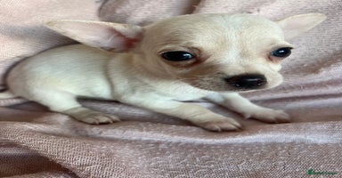 Chihuahua dogs - Advert 2