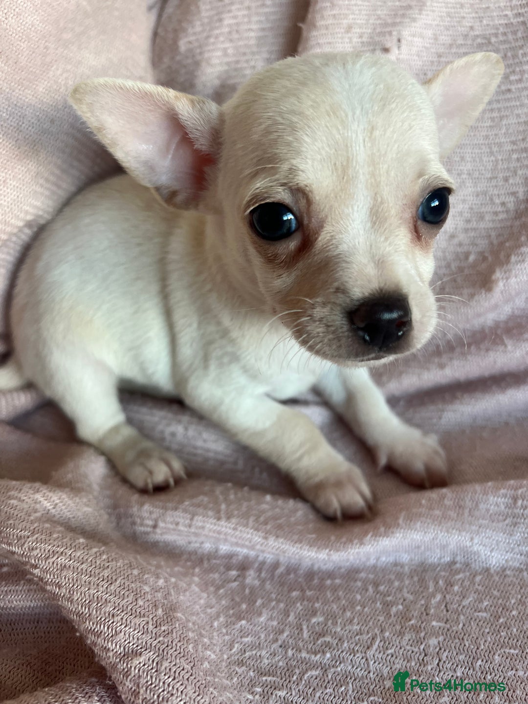 Chihuahua dogs for sale: READY NOW very small Chihuahuas  - Image 3