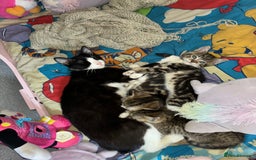 Mixed Breed cats for sale: READY NOW 3 kittens left! in Letchworth Garden City - Image 5
