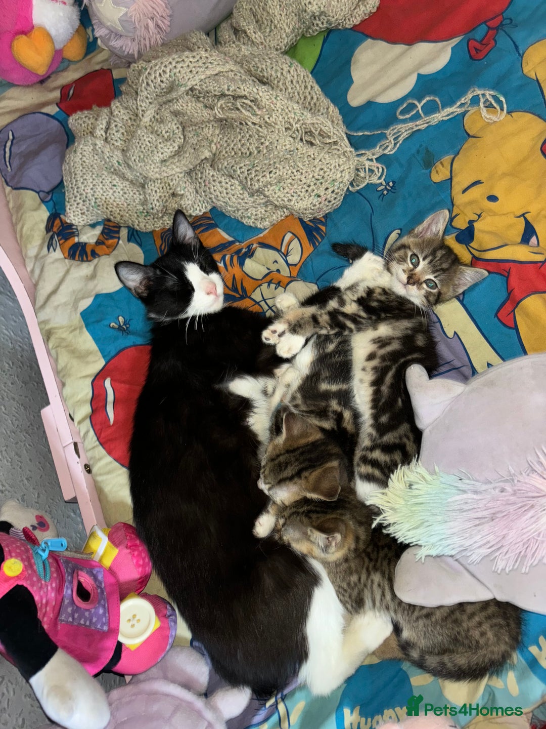 Mixed Breed cats for sale: READY NOW 3 kittens left! in Letchworth Garden City - Image 5