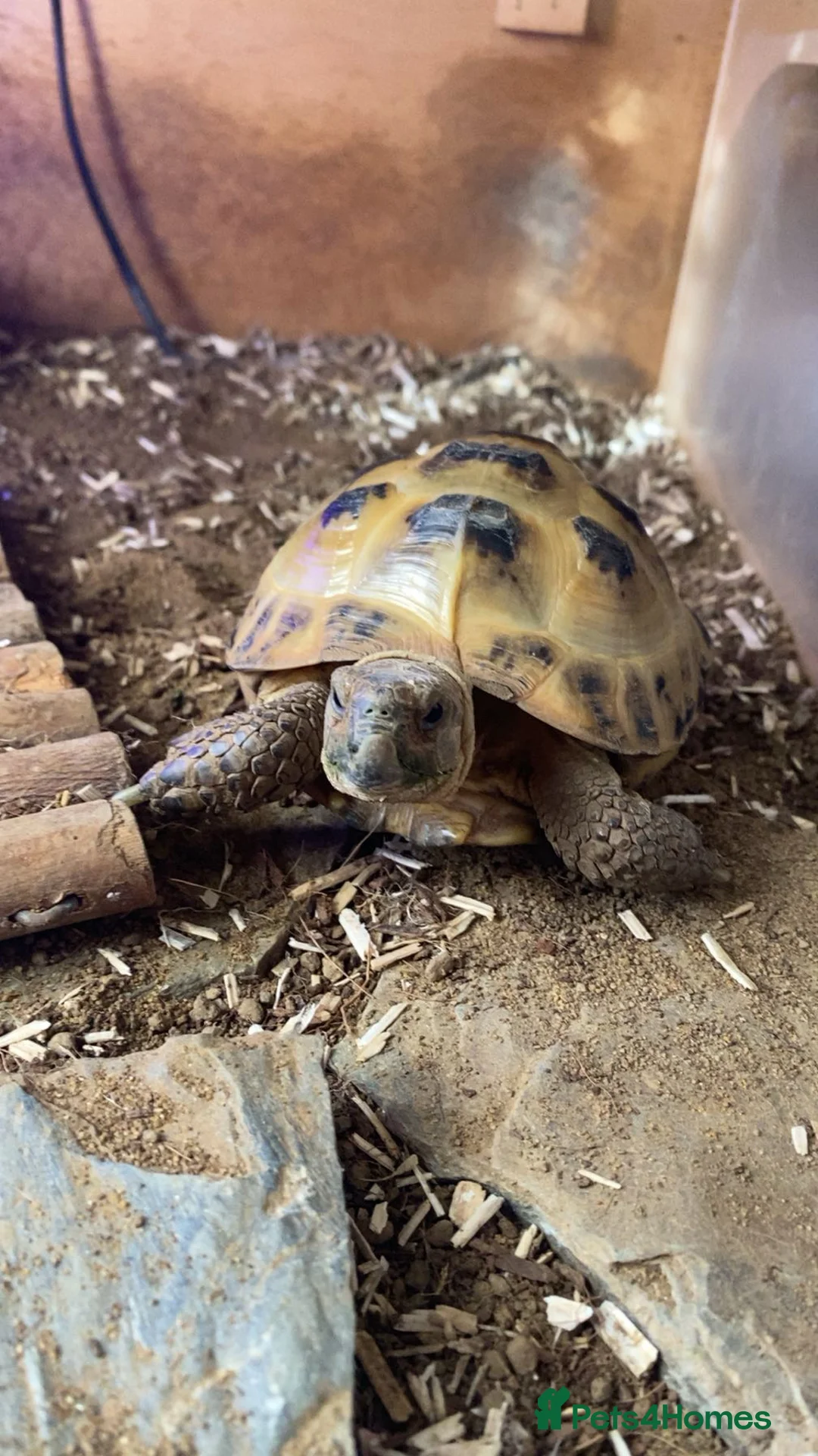 Tortoise reptiles for sale: Female horsefield tortoise  in Hull - Advert 1