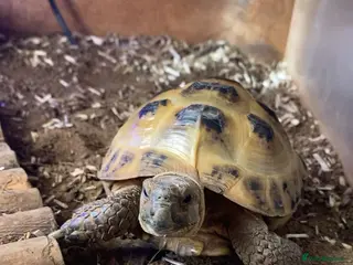 Tortoise reptiles Female horsefield tortoise in Hull - Advert 2
