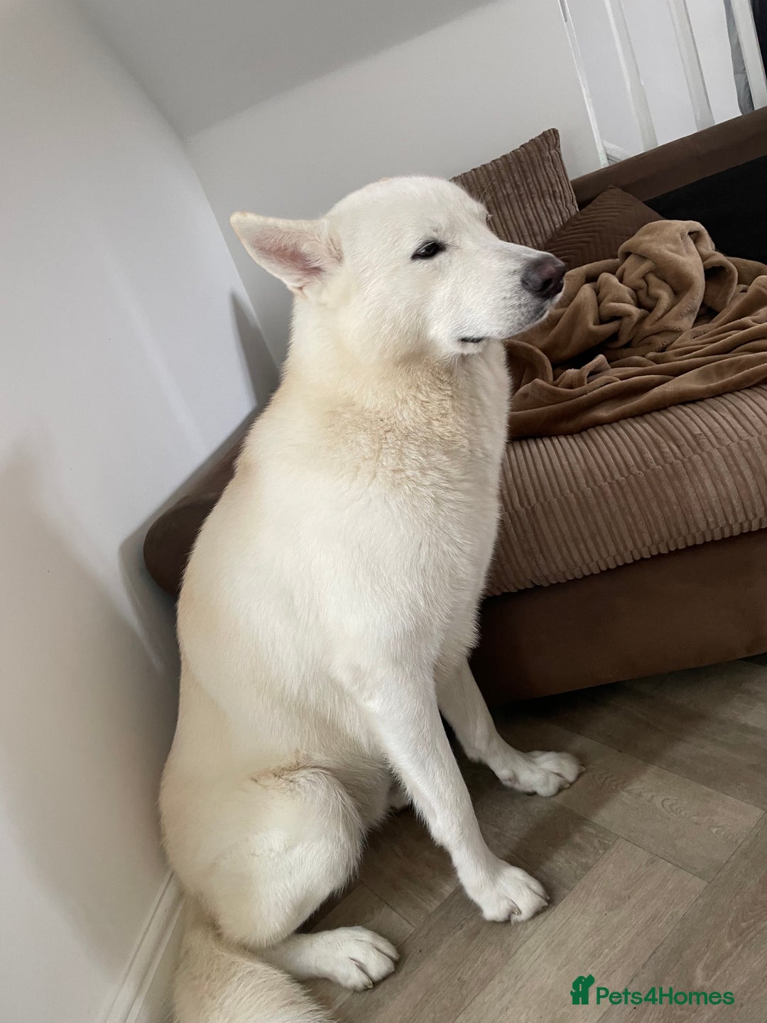 Siberian Husky dogs for sale: Kimbo - Image 1