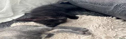 Mixed Breed cats for sale: 3 beautiful black kittens  in Stoke-on-Trent - Advert 15