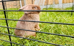 Mini Lop rabbits for sale: Adorable Mini Lop Rabbits Ready for New Homes - Image 5