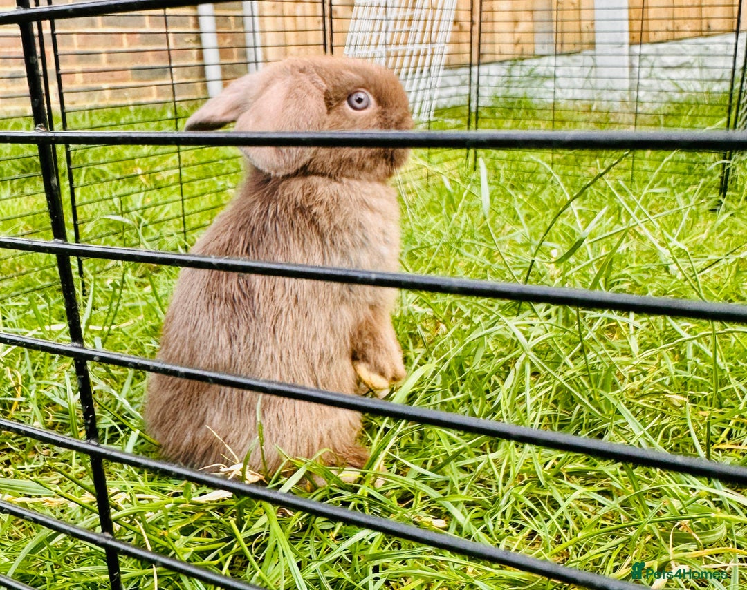 Mini Lop rabbits for sale: Adorable Mini Lop Rabbits Ready for New Homes - Image 5