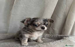 Chihuahua dogs for sale: XXS Tiny Chihuahua Long,Last Girl,Merle Blue Eye - Image 21