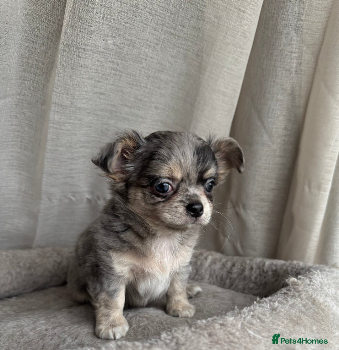 Chihuahua dogs for sale: XXS Tiny Chihuahua Long,Last Girl,Merle Blue Eye - Image 21