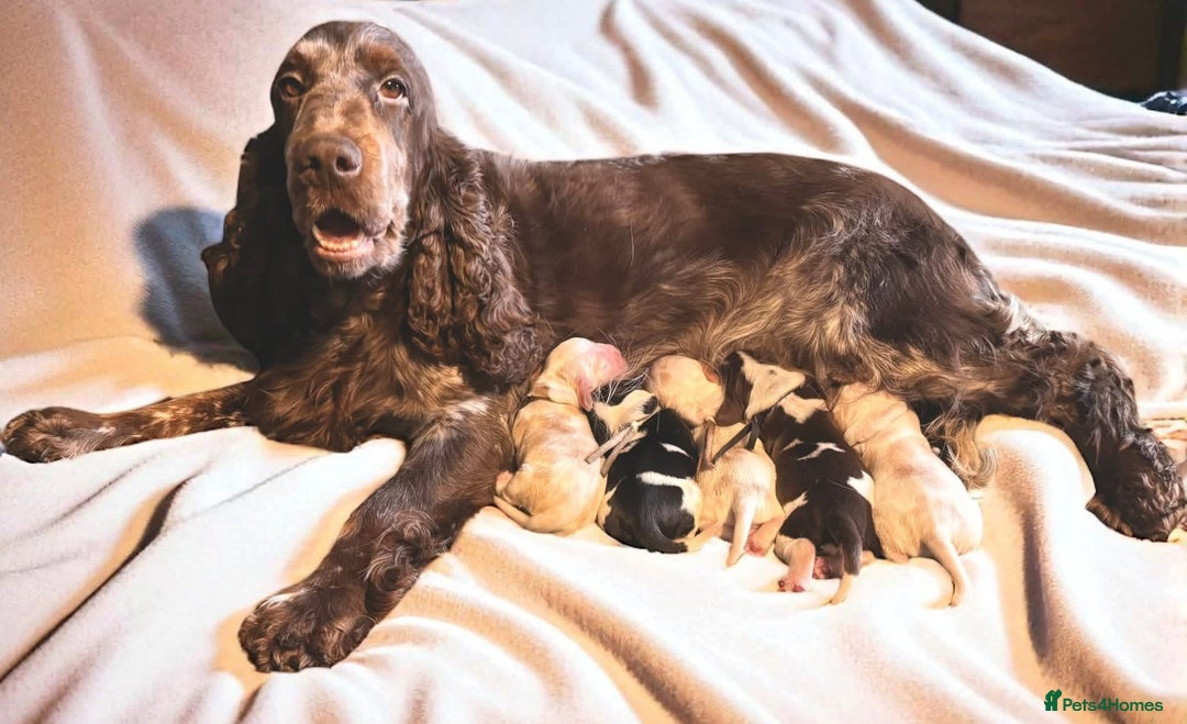 Cocker Spaniel dogs for sale: Stunning orange & white show cocker Girls  - Advert 8