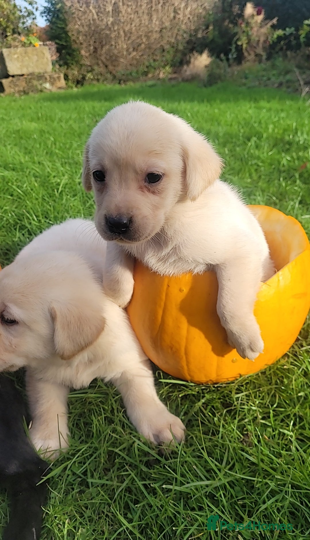 Labrador Retriever dogs for sale: Labrador puppies  - Image 5