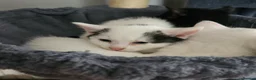 Mixed Breed cats for sale: Sweet cats looking for a good house - Advert 5