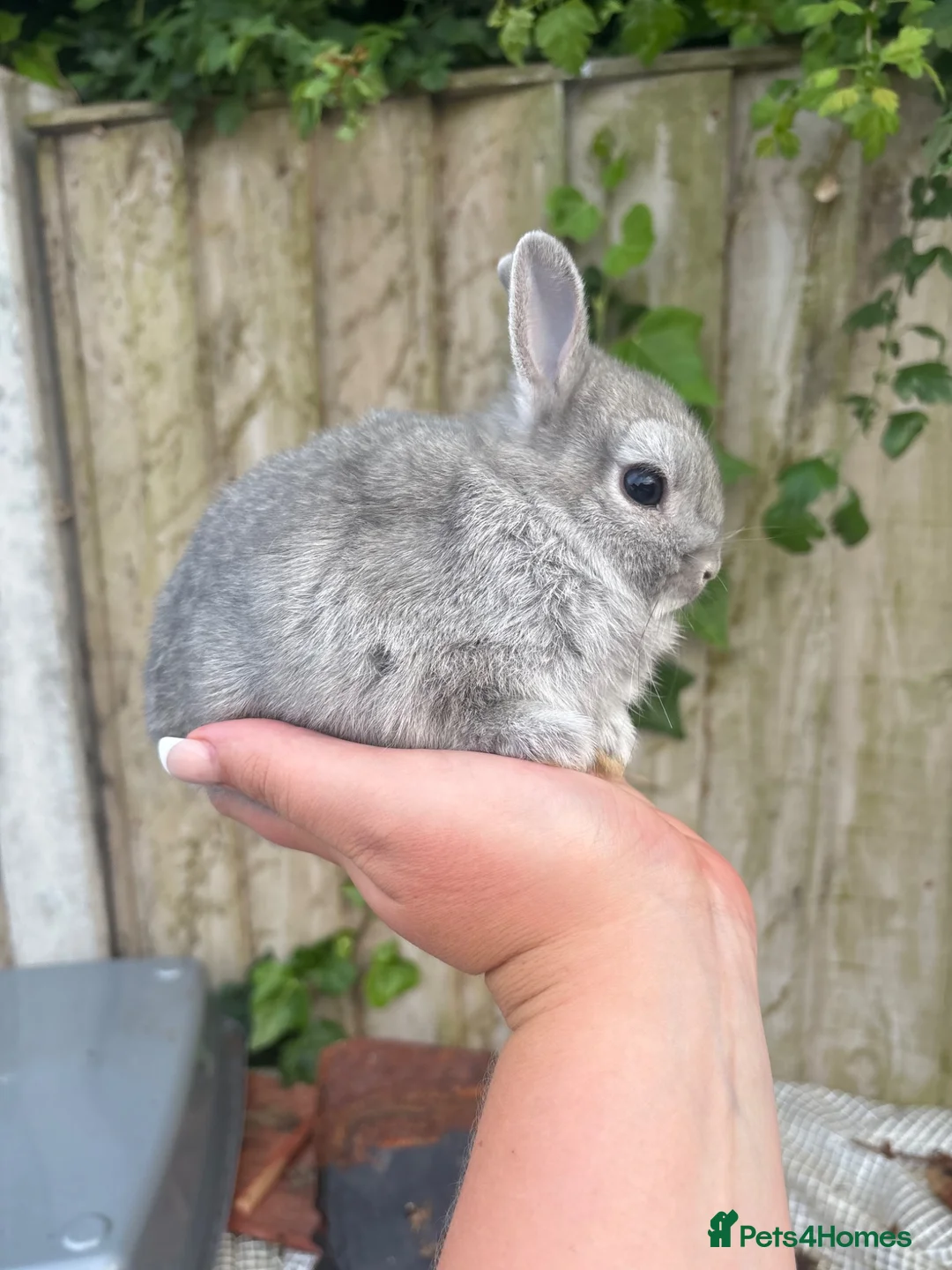 Netherland Dwarf rabbits for sale: Netherland dwarf squirrel Buck  - Advert 2
