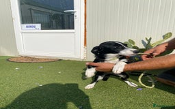 Mixed Breed dogs for adoption: Meet LUNA, a Lovely Puppy Girl - for a Loving Home - Image 32