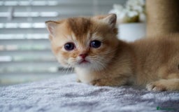 Munchkin cats for sale: Munchkin kittens - Advert 6