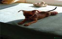 Miniature Pinscher dogs for sale: Mini pinscher for sele  - Image 18