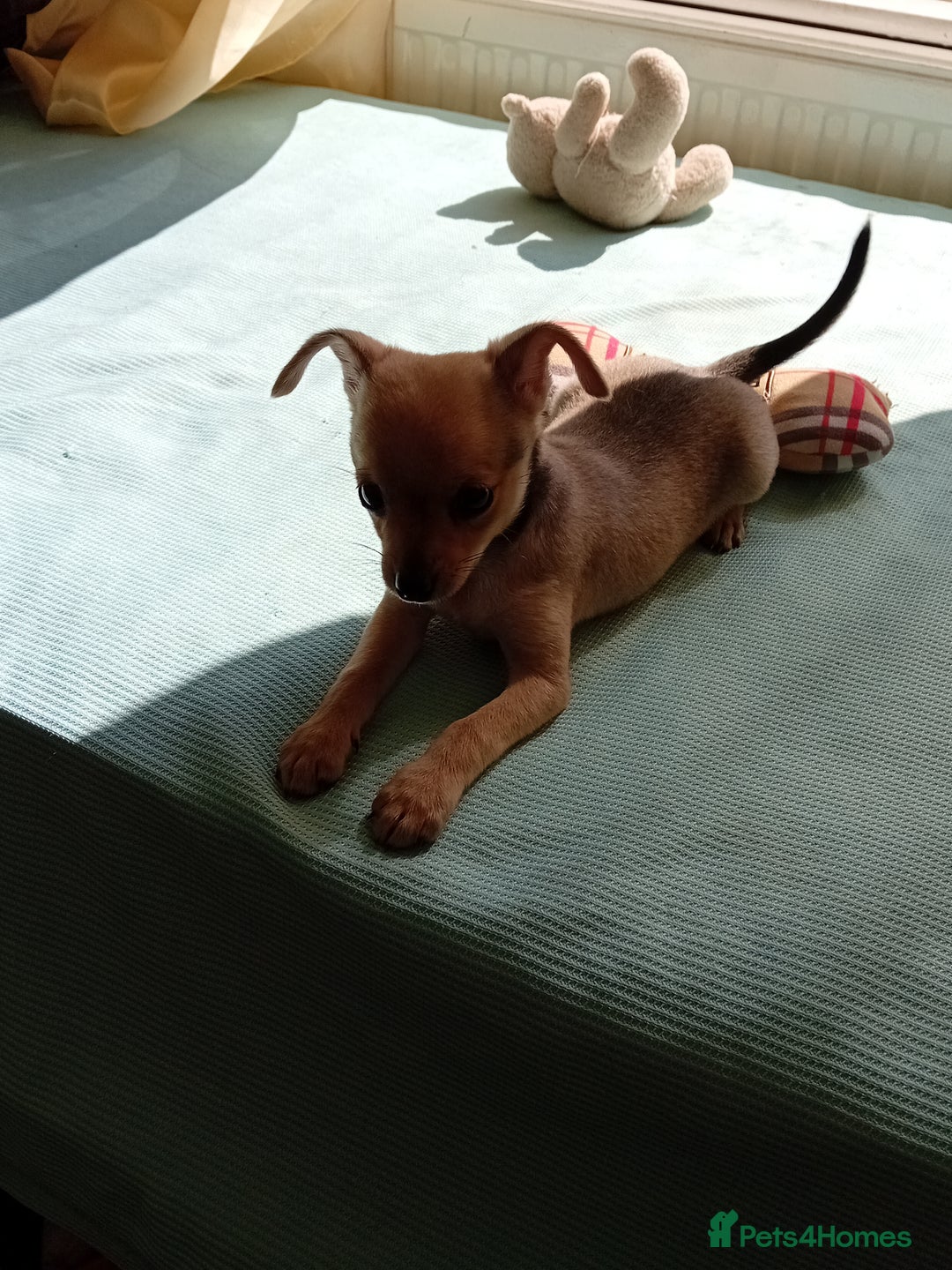Miniature Pinscher dogs for sale: Mini pinscher for sele  - Image 18
