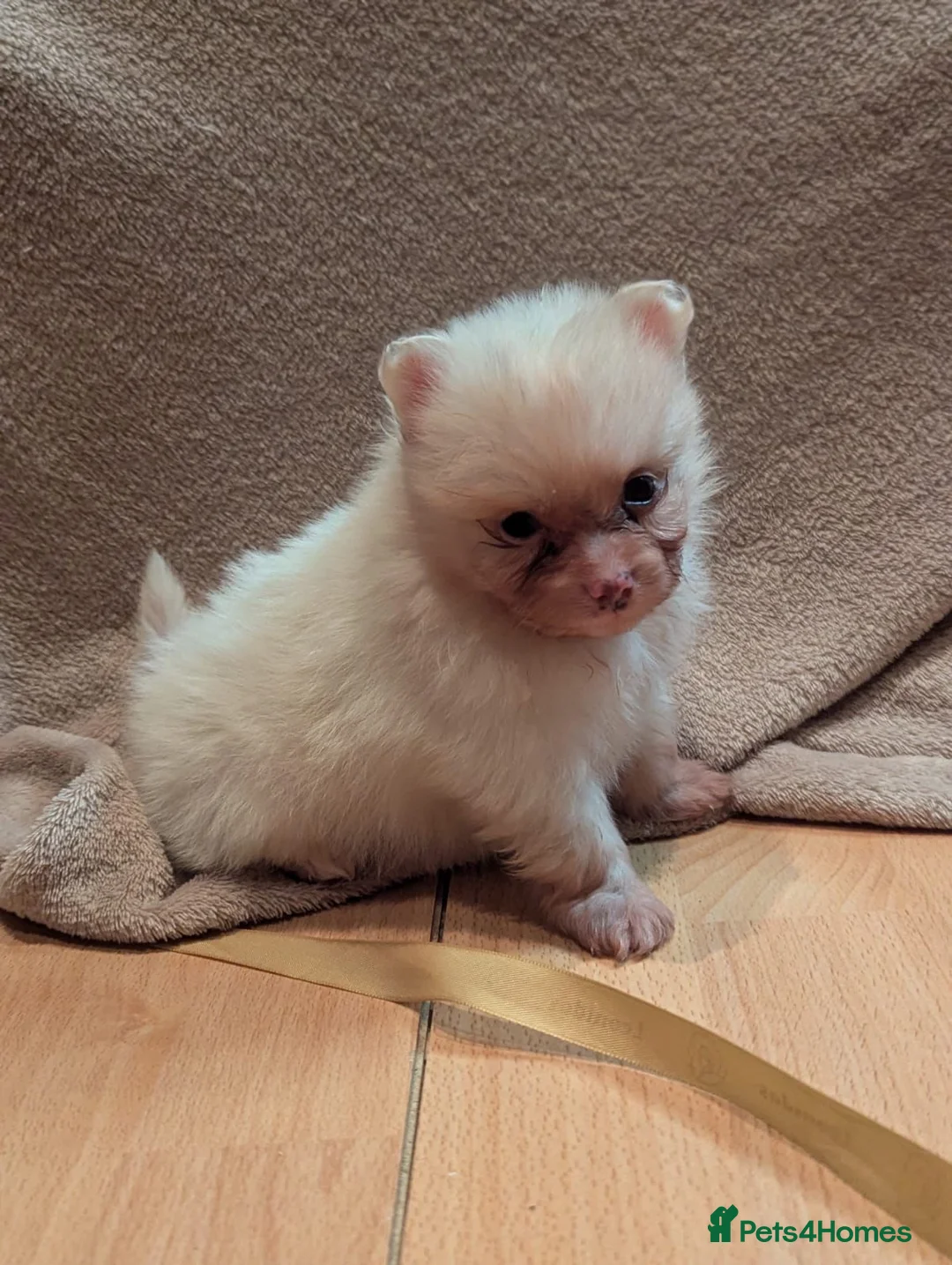 Pomeranian dogs for sale: 🐾 Adorable Merle Pomeranian Puppies for Sale 🐾 - Advert 18