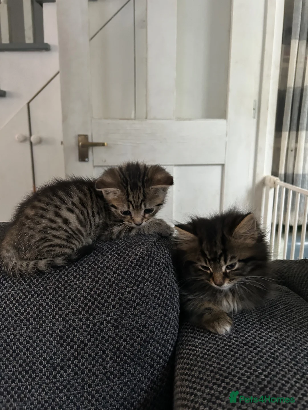 Mixed Breed cats for sale: Beautiful fluffy 9 week old male kitten - Advert 2