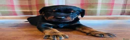 Rottweiler dogs for sale: KC Registered Rottweiler Babies 🐾🐾🐾 - Advert 2