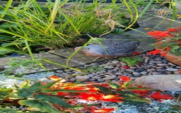 Chickens poultry for sale: Grey Silver Dorkings  - Image 3