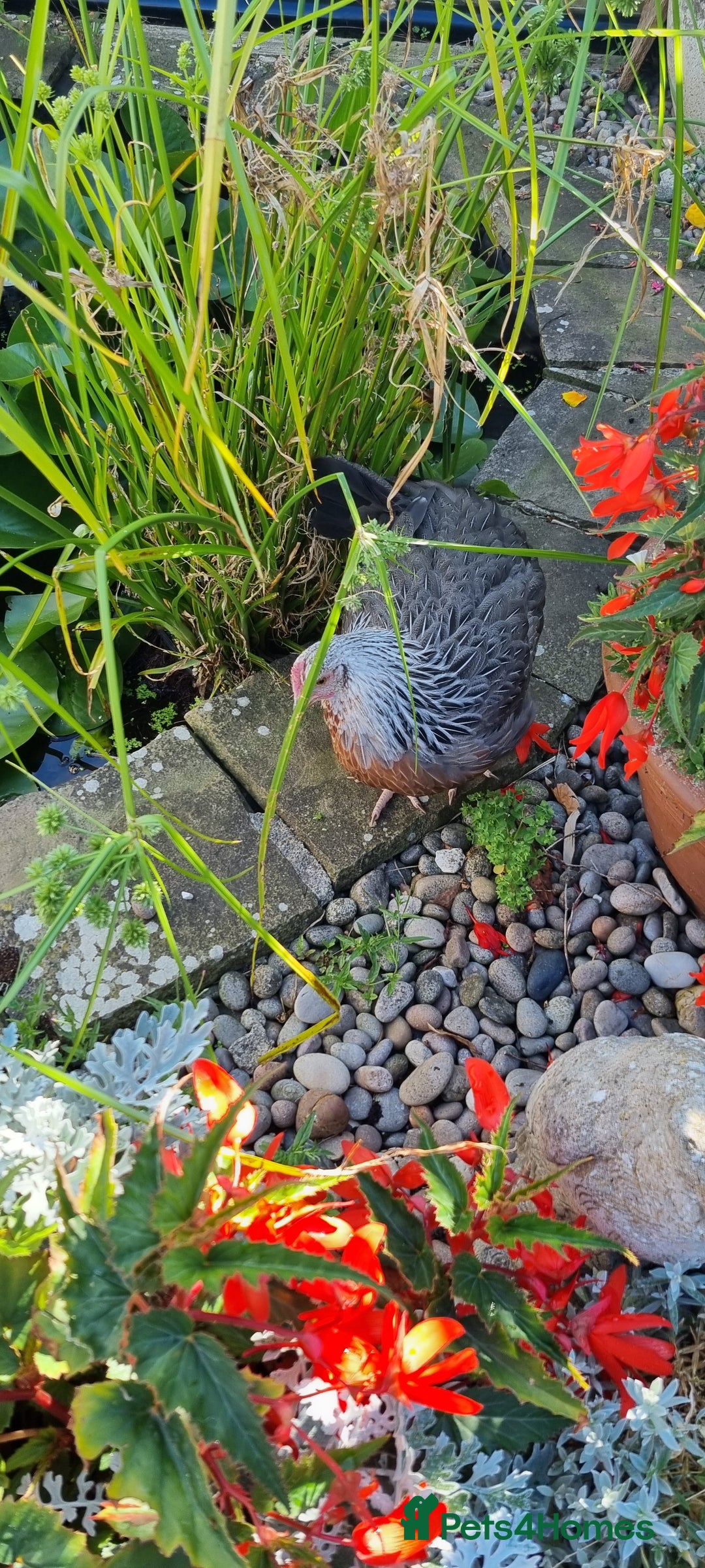 Chickens poultry for sale: Grey Silver Dorkings  - Image 3
