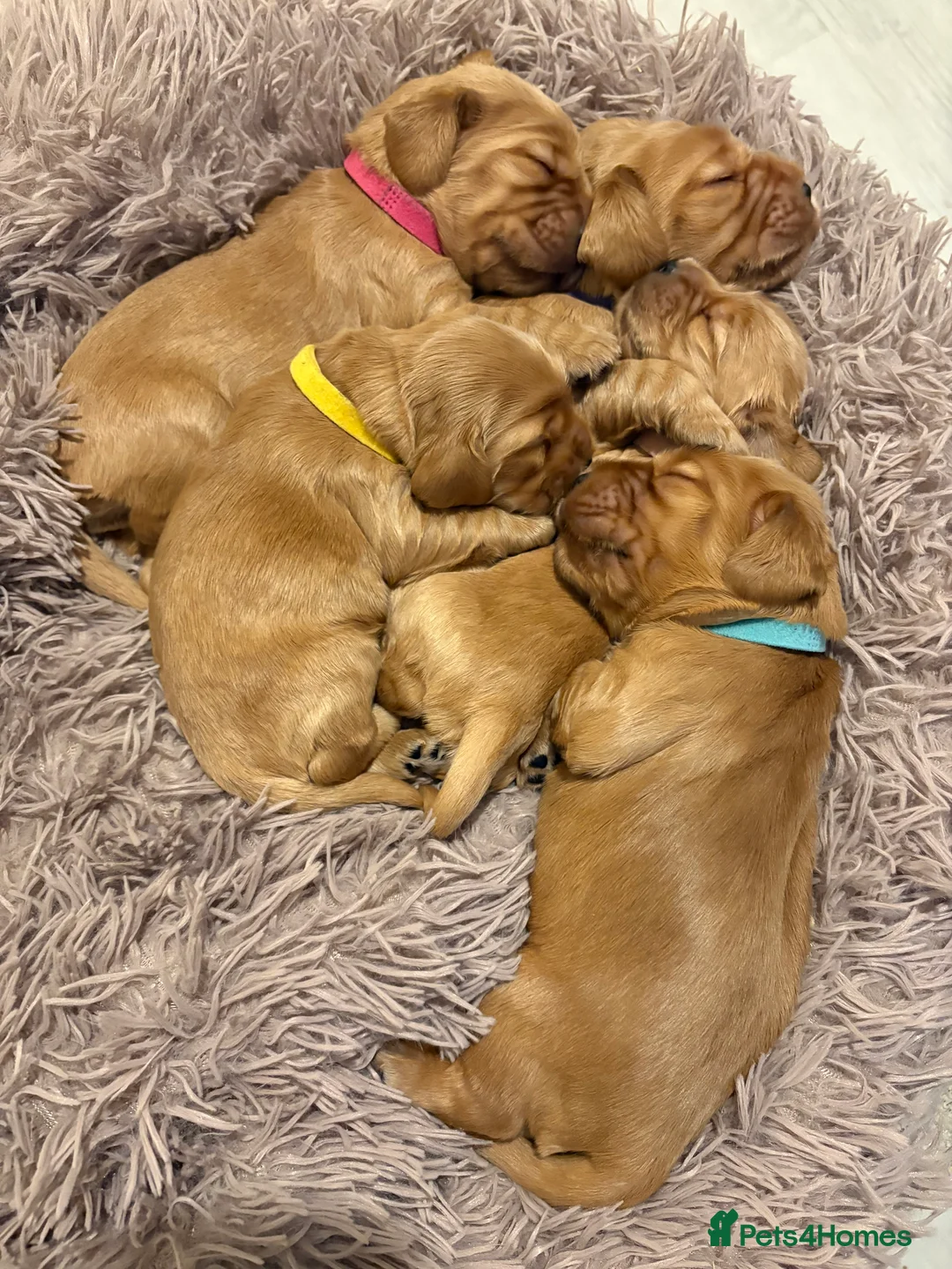 Cocker Spaniel dogs for sale: Show type cocker spaniels - Advert 21