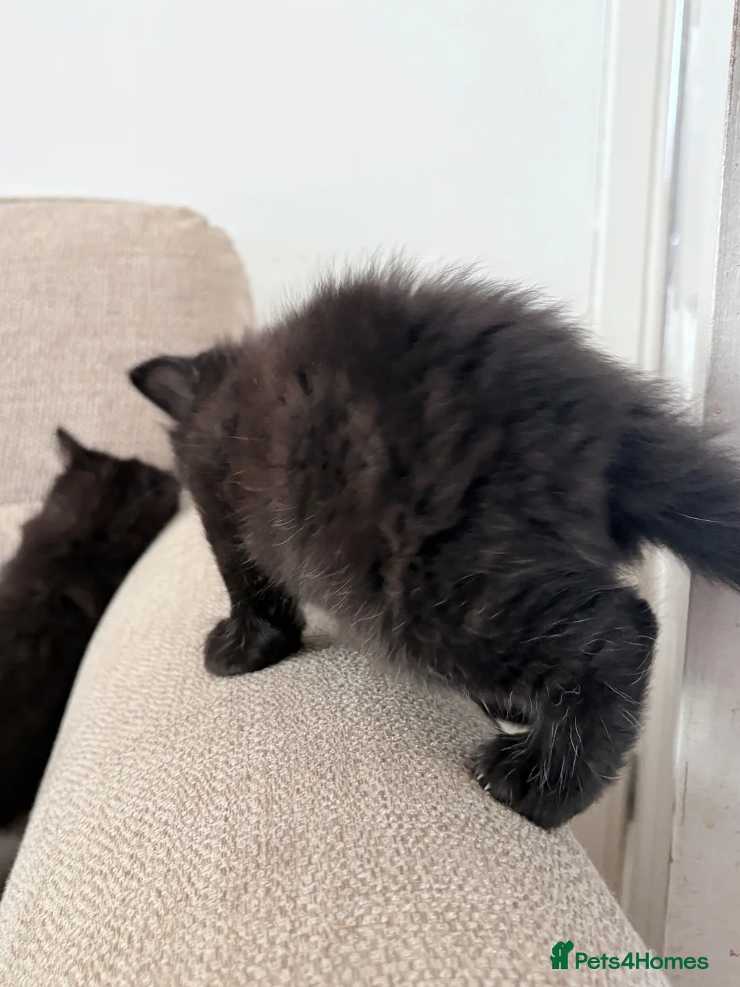 Ragdoll cats for sale: Ragdoll cross kittens - Advert 8