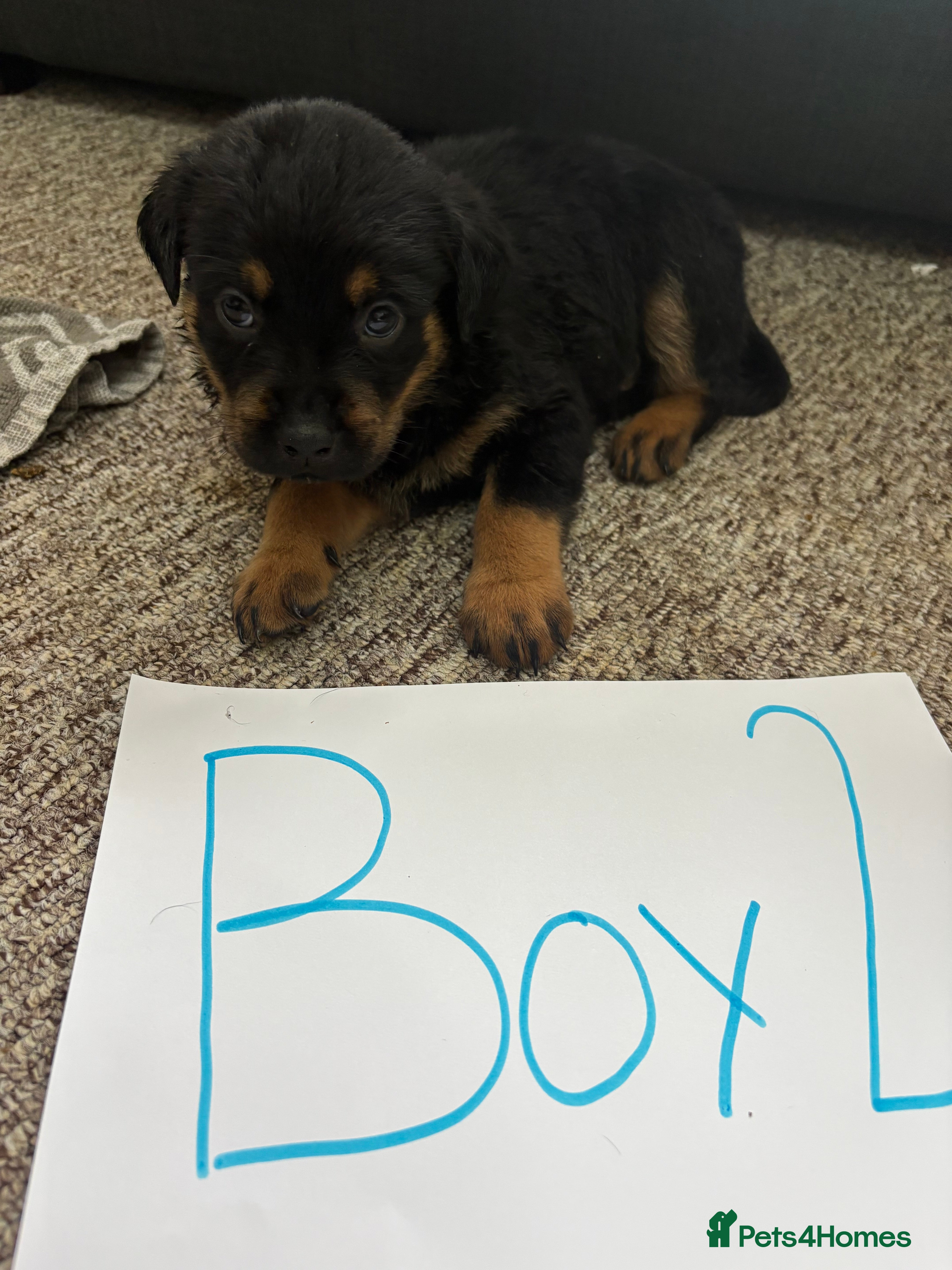 Rottweiler dogs for sale: Beautiful Chucky rottie pups - Advert 18