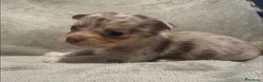 Chihuahua 5