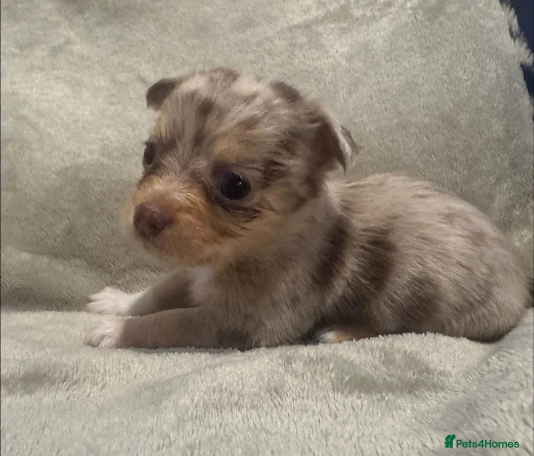 Chihuahua dogs for sale: 5 beautiful chihuahua puppies in Basildon - Advert 1