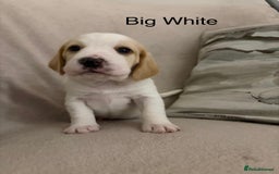 Beagle dogs for sale: Adorable Puppies - Advert 8