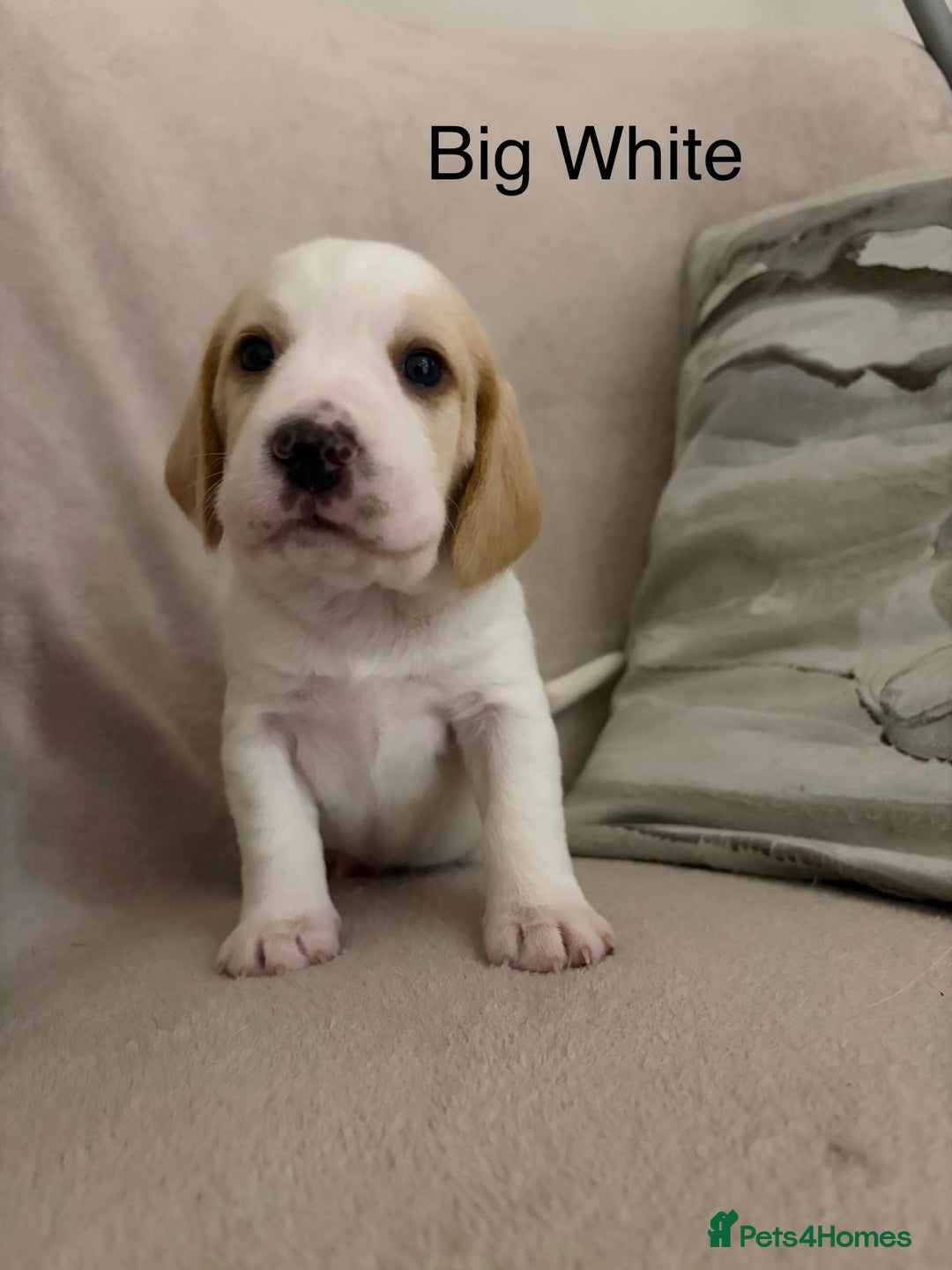 Beagle dogs for sale: Adorable Puppies - Advert 8