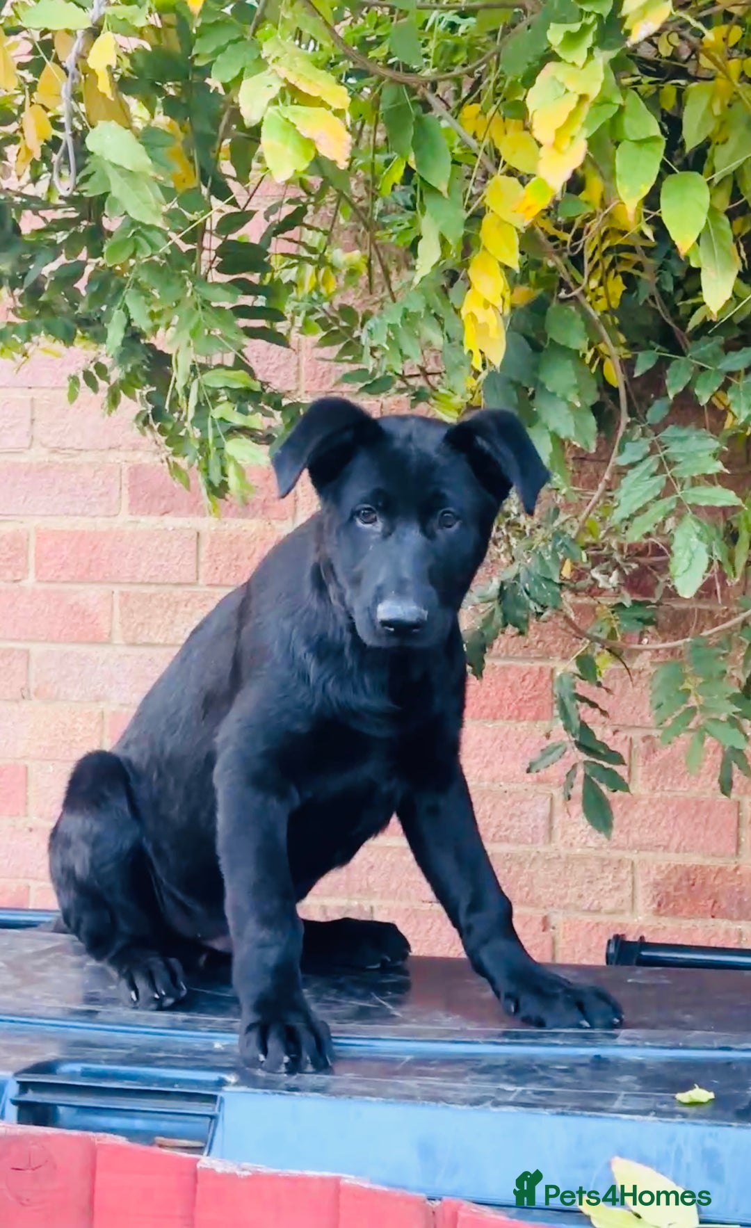 German Shepherd dogs for sale: Exceptional KC Reg DDR GSD Puppies Rare Bloodlines - Image 20