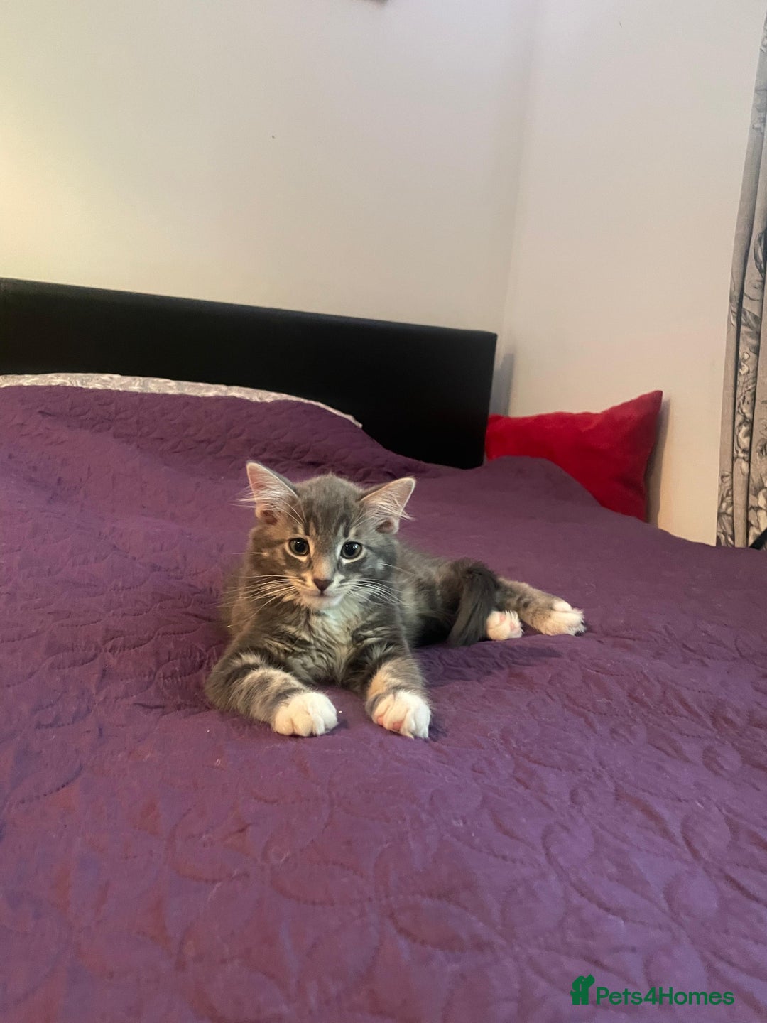 Mixed Breed cats for sale: Gorgeous little Guy - Image 2