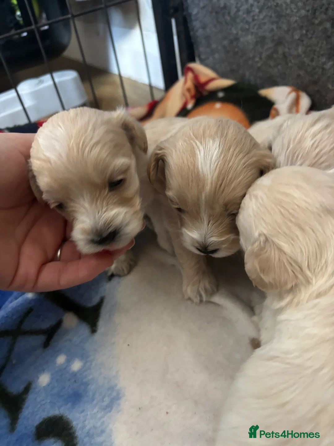 Maltipoo dogs for sale: Maltipoo puppies - Advert 2