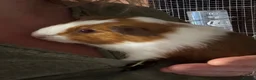 Guinea Pig rodents for sale: female Guineapigs   - Advert 5
