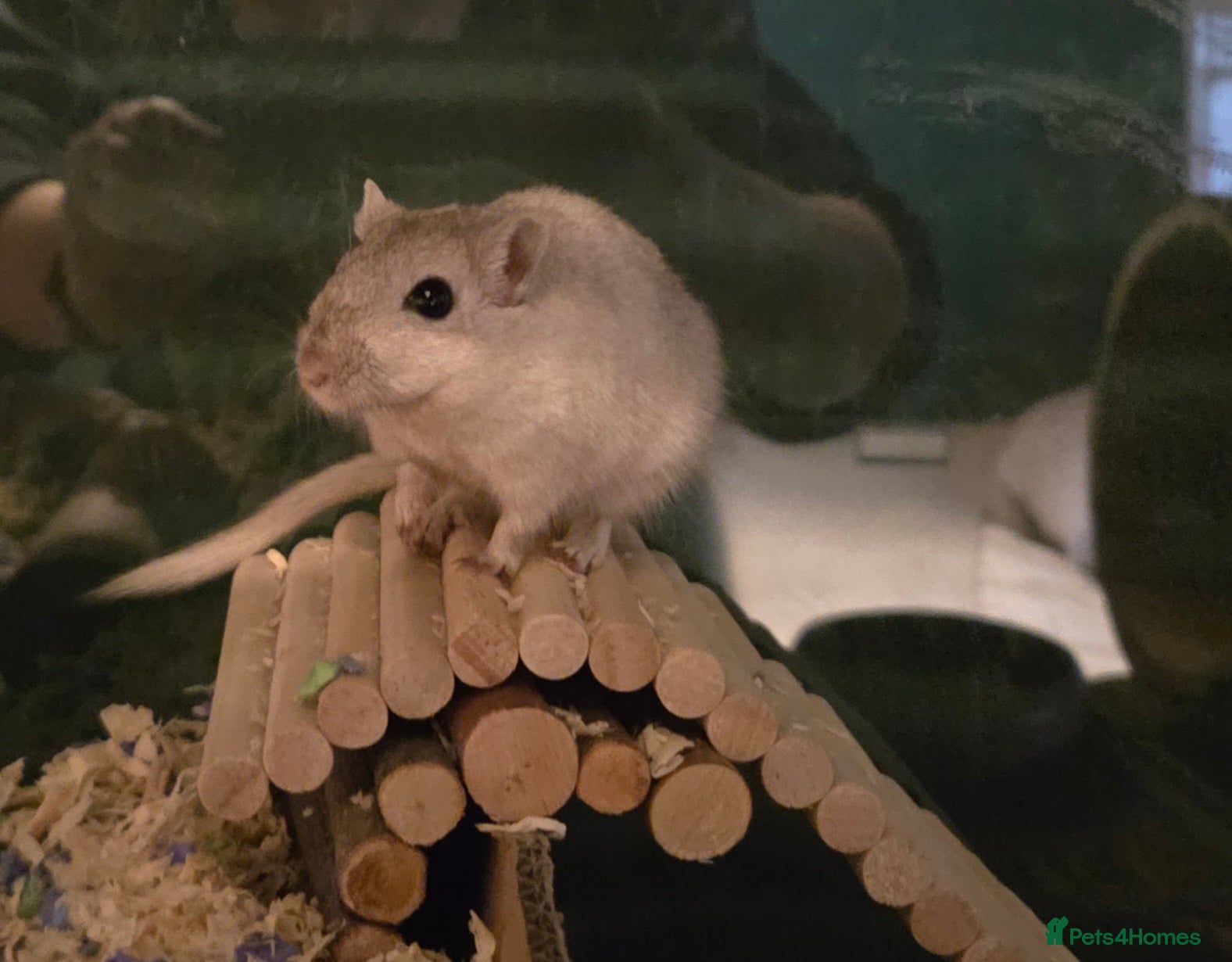 Gerbil rodents 2 Female Gerbils with Bucastate 3.0 - Advert 1