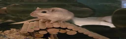 Gerbil rodents for sale: 2 Female Gerbils with Bucastate 3.0 in Poole - Advert 1