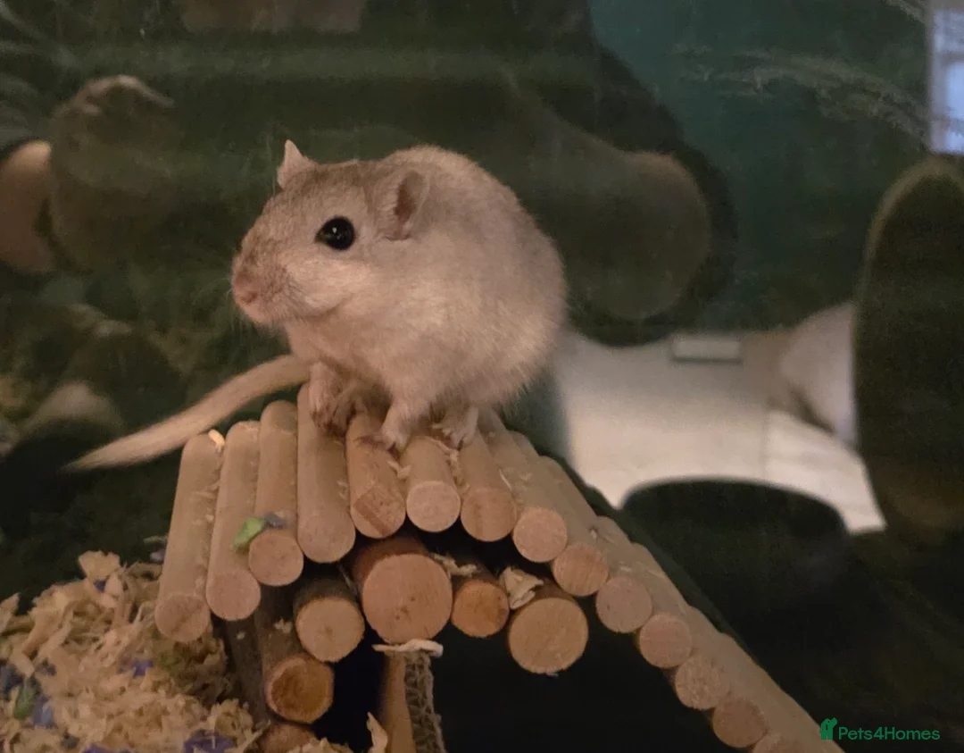 Gerbil rodents for sale: 2 Female Gerbils with Bucastate 3.0 in Poole - Advert 1