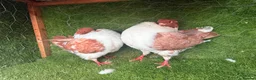 Pigeons birds for sale: Beautiful, Vaccinated & Friendly Pigeons - Advert 8