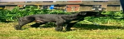 Lurcher dogs for sale: First cross saluki greyhounds  - Advert 4