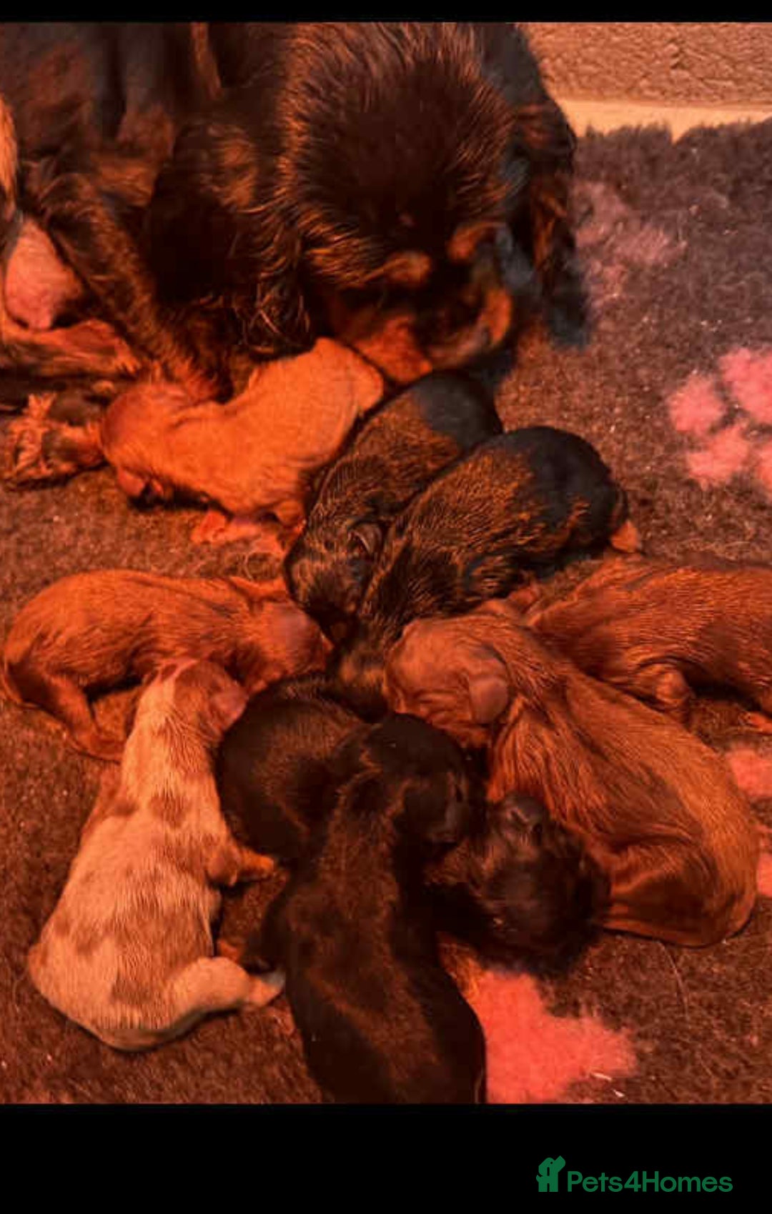 Cavalier King Charles Spaniel dogs for sale: Stunning DNA Clear KC Registered cavaliers - Image 3