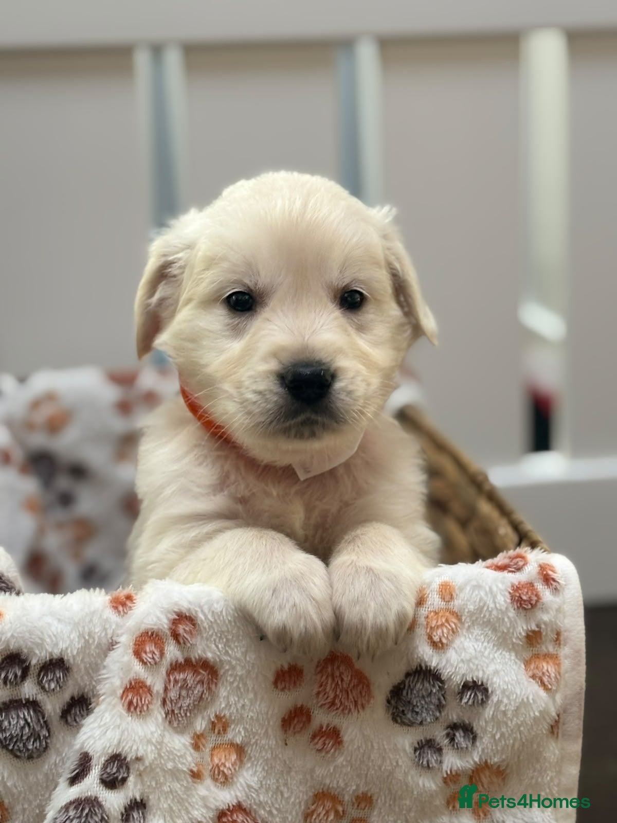 Golden Retriever dogs White show lines retriever puppies  2boys  - Advert 2