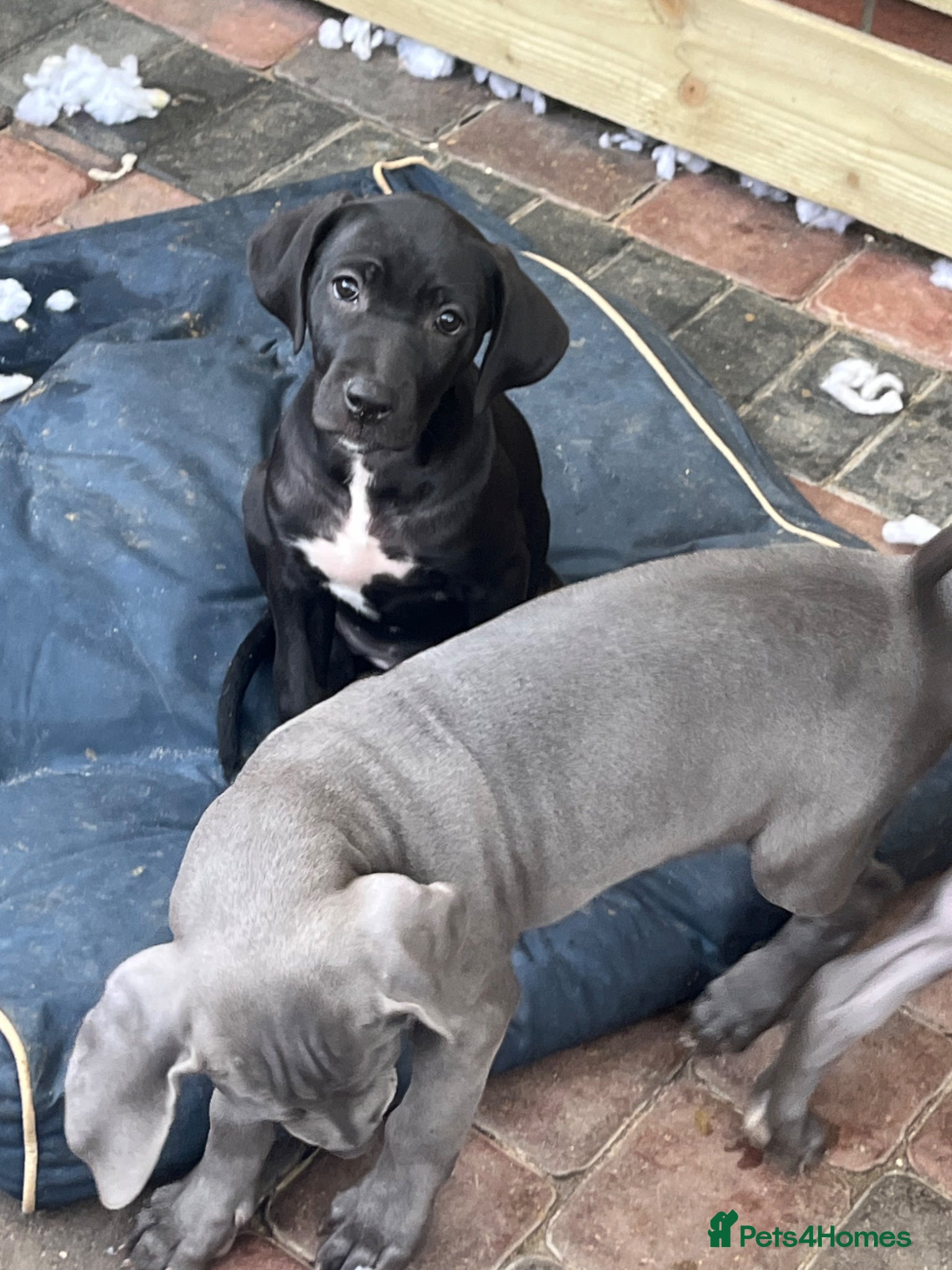 Cane Corso dogs for sale: Cane corso pups, 4 girls 2 boys, black and grey - Advert 16