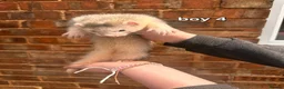 Ferret rodents for sale: Litter of 6 stunning ferrets  in Worksop - Advert 11