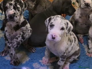 Great Dane dogs Pedigree Great Dane babies - Advert 1