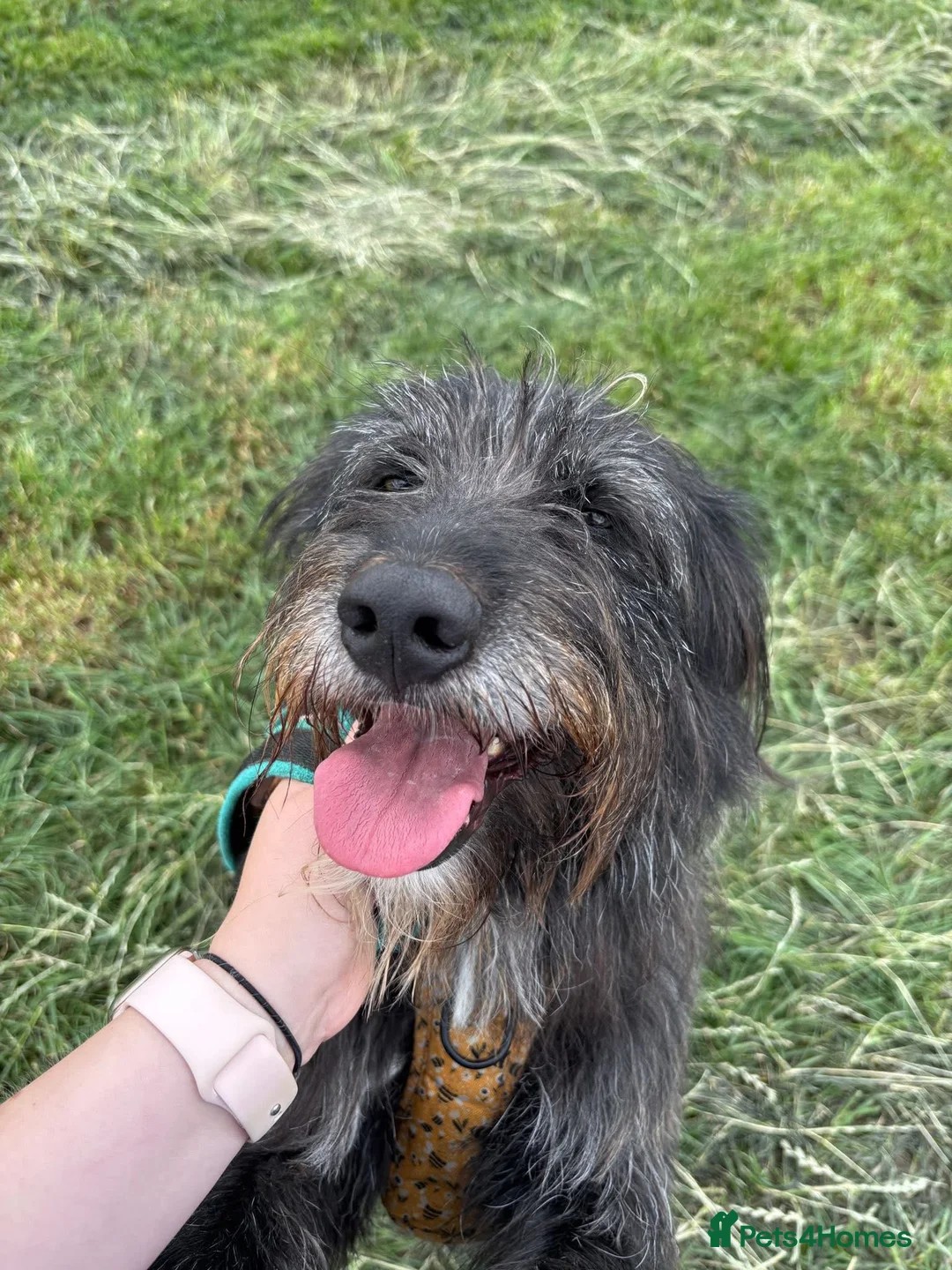 Mixed Breed dogs for adoption: Herbie 💚 Female-only home needed! - Advert 3