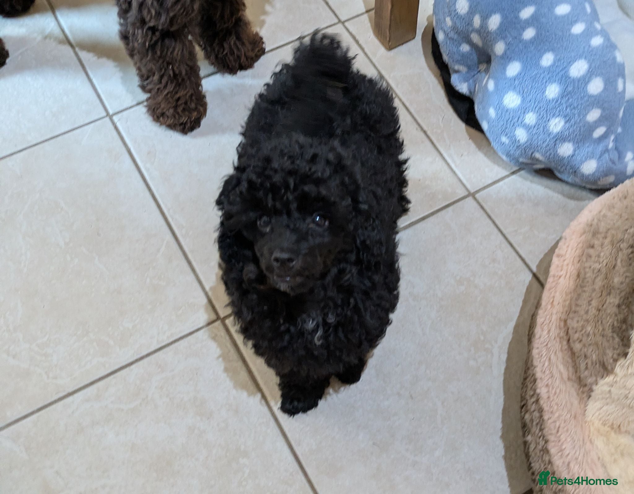 Toy Poodle dogs Toy poodle girls KC , fully vac 12 weeks old  - Advert 1