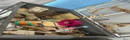 Mouse rodents for sale: Female mice  - Advert 11