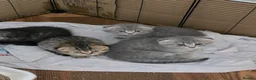 Scottish Fold cats for sale:  🥰READY!!!🤩Scottish folded in a beautiful colour - Advert 7